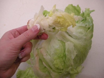 lettuce 028 lettuce 028