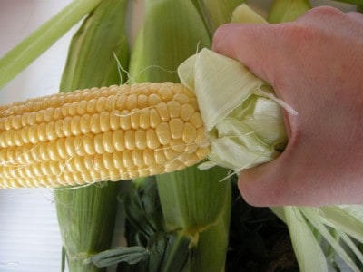 Take hold of the end of the corn husk.