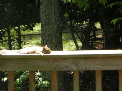 crazy picture of a squirrel laying out in the sun on my back deck. 