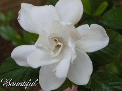 bountifulgardenia