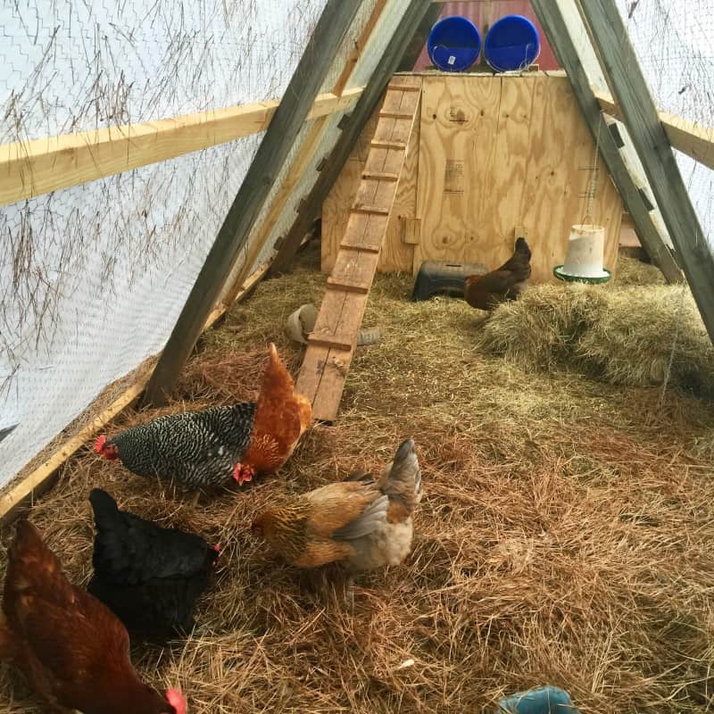 Answers to all of the questions I've been asked about raising chickens.