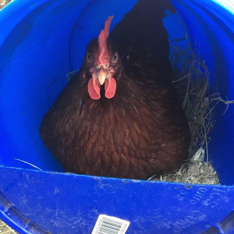 Answers to all of the questions I've been asked about raising chickens.