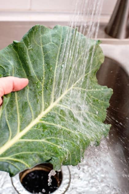 Rinsing collard greens in the sink with water.