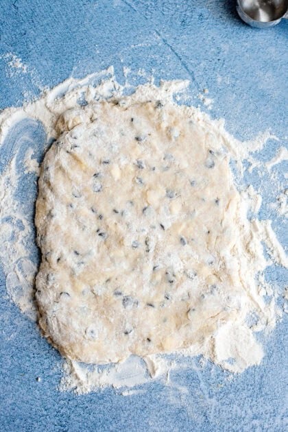 Patted down and flat chocolate chip biscuit dough
